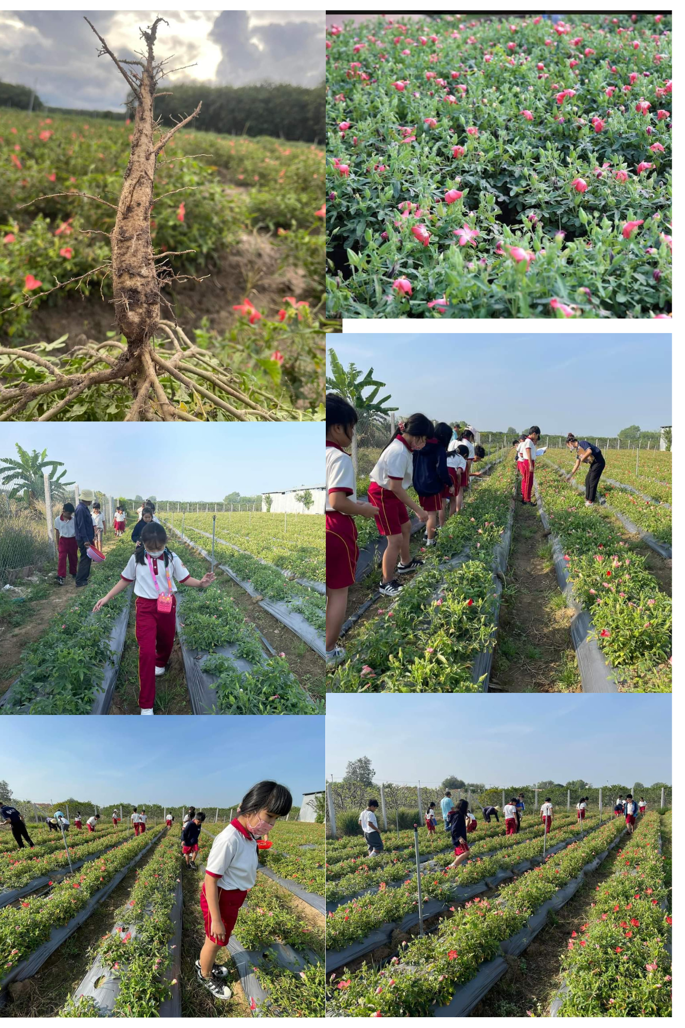 Vùng trồng Sâm Bố Chính Bà Đen Farm
